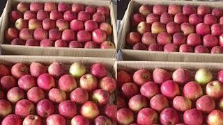 18 October 2024 Kinnaur (Namgia) Apple Rate | Today's Apple Market Update | Himalayanfarming | Live