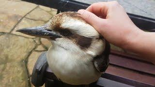 Will the wild kookaburras let me pet them? We test it with 5 different kookaburras!