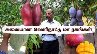 இந்த வகை வெளிநாட்டு மாம்பழத்திற்கு இவ்வளோ மவுசா இருக்குமாImported Mangos Now Adapted for Our Soil