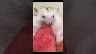 Cute Chubby Hedgehog Eating Watermelon #Shorts