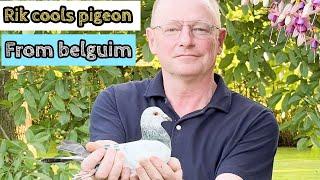 Rik Cools: Master Breeder of Champion Racing Pigeons | Top Pigeon Fancier Insights