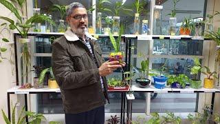 Hydroponics Corner at Bihar state pollution control board, patna