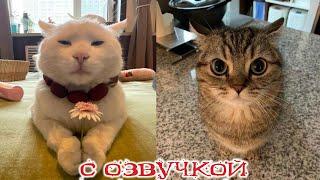 Funny Animal Videos 2024 - Funniest Dogs and Cats Videos #259