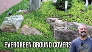 10 Tough Evergreen Ground Covers for Your Garden