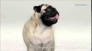 FourFriends Com Aloe Vera - Comercial de TV - Propaganda com Pug