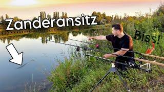 Angeln auf Zander mit Köderfisch. Zanderangeln am Kanal