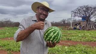 foram momentos de alegria no sertão pernambucano com o repórter matuto e canal sertão mamoeiro.