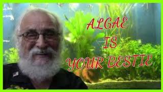 ALGAE IS YOUR BESTIE