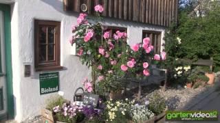 Rosenpflanzung - David Austins Gertrude Jekyll zwischen Stauden