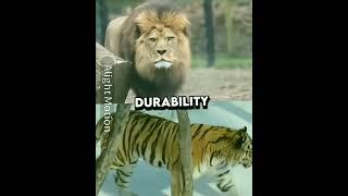 Barbary Lion VS Siberian tiger edit 