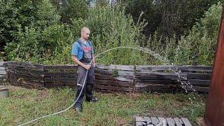 ДВЕ АБИССИНКИ ЗА ДЕНЬ ,ОДНА С ЖЕЛТОЙ ТОРФЯНОЙ ВОДОЙ