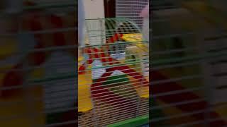 Hamster PKP