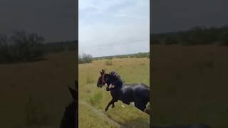 очень интересная прогулка на лошадях с братями #лошадки #horse