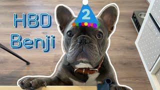 생일파뤼는 못참지!! 우리 벤지도 파뤼파뤼 
