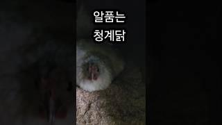 쌀 한톨 물 한모금 없이 청계닭  온기속에 새생명이 자라고 있어요