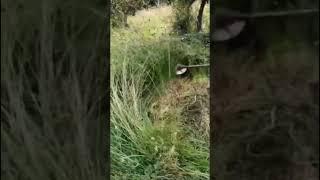 Bush cutter.#bushcutter#grasscuttrr#agriculture #techniques #technology #tech