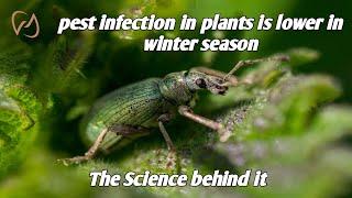 Why pest infection in plants is lower in cooler seasons? pest population in cooler climate #farming