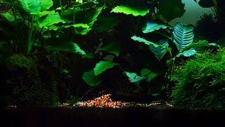 Most Favorite Plant and Food for my Shrimp Aquarium Part: 1