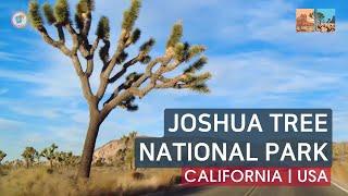 Joshua Tree National Park | Driving USA & CALIFORNIA