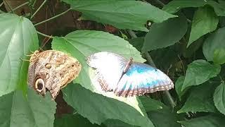 Butterfly Conservatory