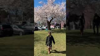 #usa #usagymnastics #cherryblossomchannel #spring #onedaytrip