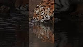 Tigers Quenching their Thirst