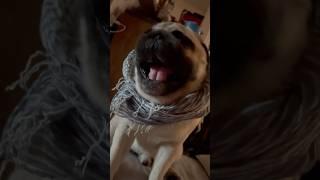 #youtubeshorts #pug #pugsofinstagram #puglife #cute #гуффи #pets #funny #shorts #short #shortvideo