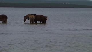 AP travel: A minute in Mongolia