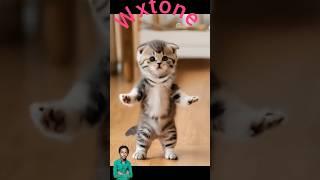 Cat comedian #cat dance | #shorts #cat #viral #trending