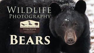 Wildlife Photography - Photographing Black Bears