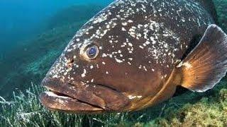 Spearfishing , 34M 8Kg Grouper