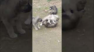 Small Fighting Dogs