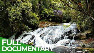 Brazil's Atlantic Forest - Nature Paradise in Danger | Free Documentary Nature