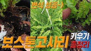 보스톤고사리 키우기 보스톤고사리 번식 방법  보스톤고사리 관리법 Boston fern care