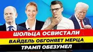 Главные новости 24.12: Вайдель обогнала Мерца, Шольца освистали, Трамп обезумел Миша Бур