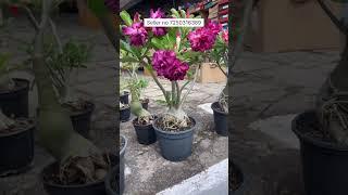 Adenium Plant Online Shopping In India #adenium #flowers #gardening #desertrose