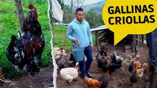 Cómo Criar Gallinas Criollas grandes