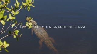 Vida Selvagem da Grande Reserva Mata Atlântica