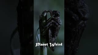 Planet Weird #documentary #dragonfly 1-4