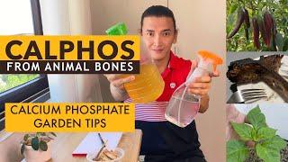 CALPHOS FERTILIZER from Animal Bones | HOW TO MAKE AND USE Calcium Phosphate -PHOSPHORUS FERTILIZER