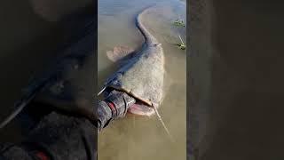 Siluro enorme  #catfish #fishing #pesca #siluro #deportes