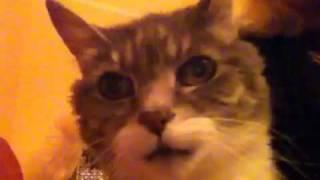 No Kitty Love 2
