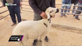 @BereketTV  Hayvan Pazarı - Kangal Erkek Toklu Fiyatı  / Adana - 2018