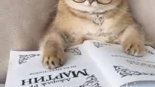 Кот учёный в реальности !!!