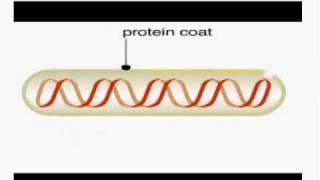 Phage display method