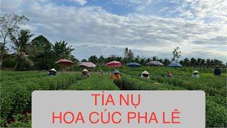 TỈA NỤ CHO HOA CÚC PHA LÊ - TẬP 12 | TẾT 2025