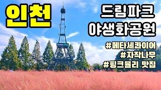 [인천 여행] 인천 드림파크 야생화 공원, 메타세콰이어, 자작나무 숨은 명소, 핑크뮬리 감성맛집. 반려견 놀이터