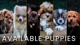 These New Puppy Breeds Will Leave You Speechless | Available Now