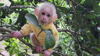 Monkey Bubu suddenly ran into the forest to find my mother