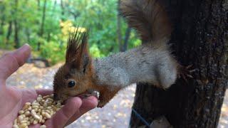 Дождь. Незнакомая молодая белка / Rain. An unfamiliar young squirrel